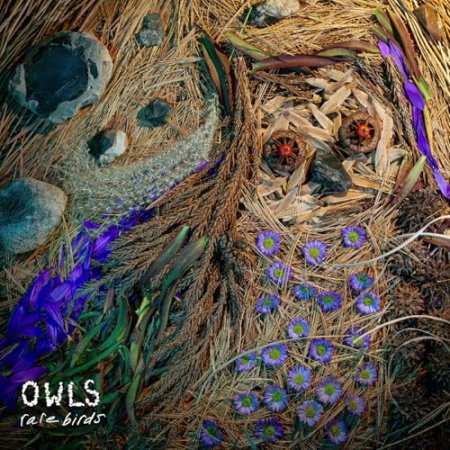 The Owls - Rare Birds